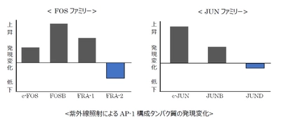 ノエビアグループ、しわ改善に関与するAP-1構成タンパク質を発見 　～オリジナル植物エキスにAP-1の発現を高める効果を明らかに～ 　IFSCC (国際化粧品技術者会連盟) 第31回大会にて発表