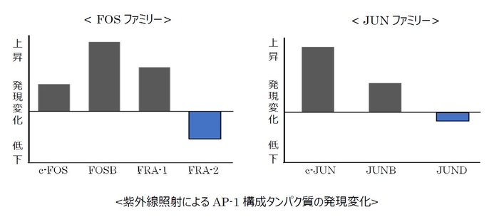 紫外線照射によるAP-1構成タンパク質の発現変化　グラフ