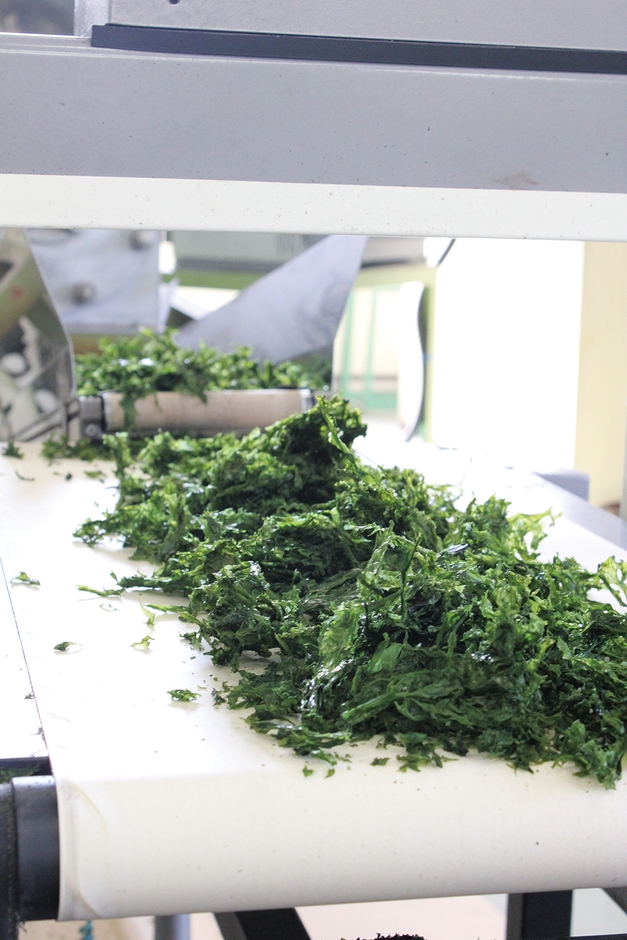 ばらのり製造 2