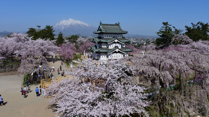 昨年(2019年)の弘前さくらまつり