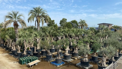 海外希少樹木などを取扱う植栽大型専門プロショップ 『Kayu style Botaniqa Atelier』が 群馬県邑楽郡千代田町『植木の里』に誕生！ 2026年5月2日(土)グランドオープン！