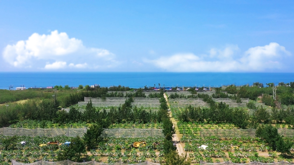 台湾最南端屏東のマンゴー農園