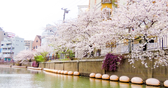 船から見渡せる満開の桜のイメージ