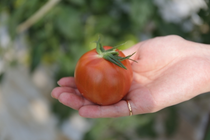 真っ赤なトマト🍅