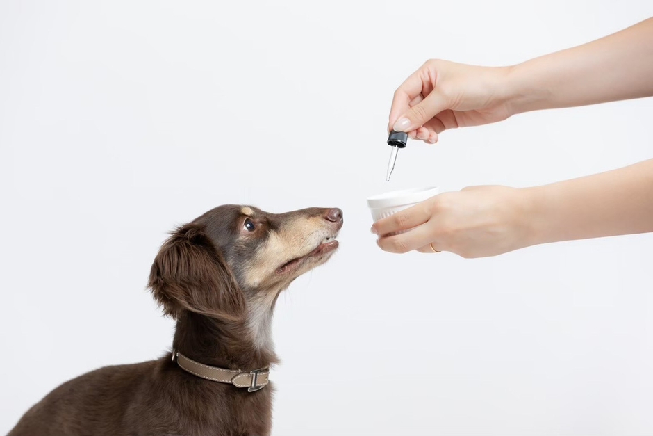 Just Relax犬画像1