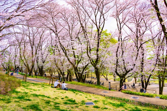 鶴間公園ソメイヨシノ(水道道と桜テラス)