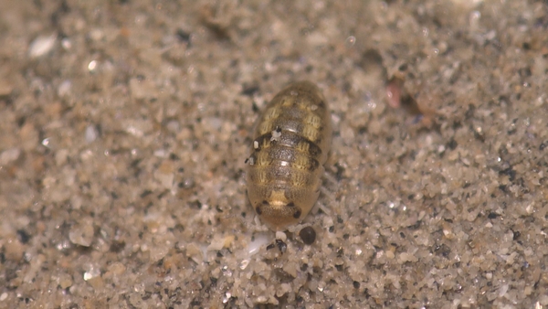 ハマダンゴムシ