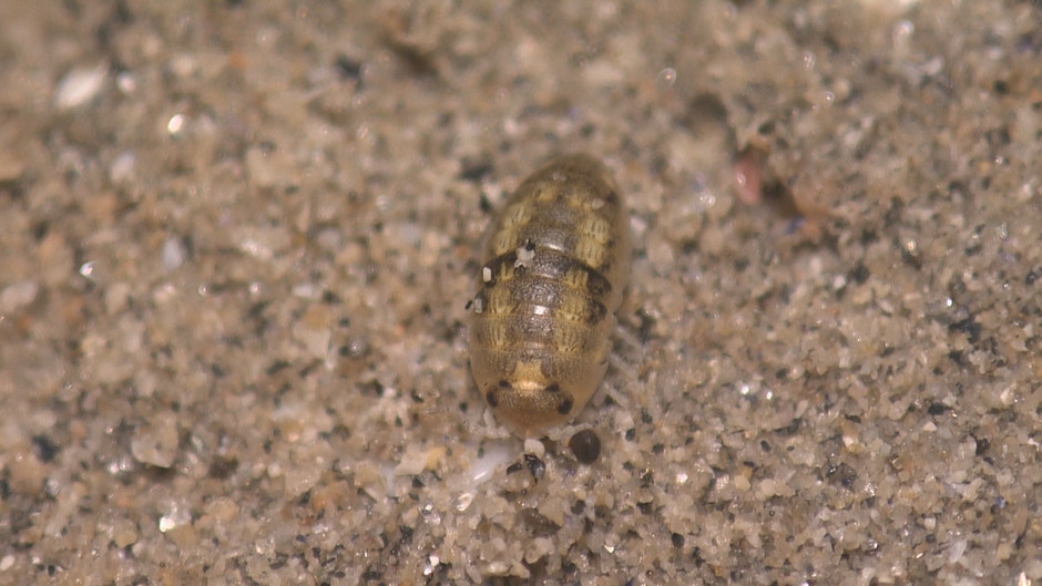 ハマダンゴムシ