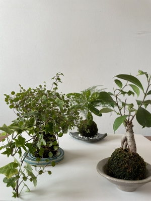 体験教室:観葉植物の寄せ植え苔玉作り by 宙樹