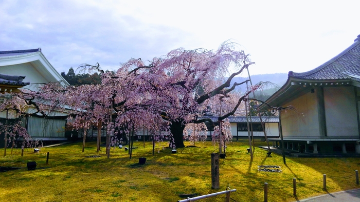 霊宝館桜(2)