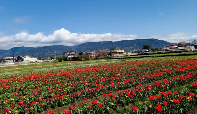 総本数30,000本 圧巻のチューリップ畑が広がる 「道の駅 足柄・金太郎のふるさと」 4月9・10・16・17日限定でチューリップ摘み取り体験を開催