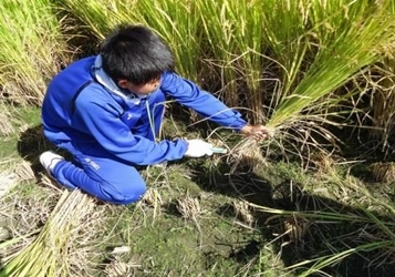 稲作実習で稲刈りを体験　「食事への感謝の心」を育む、中学1年生の総合学習