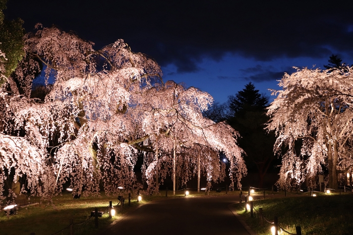 霊宝館　大枝垂れ桜