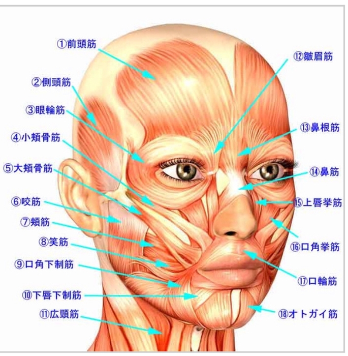 筋肉学による提案メニュー