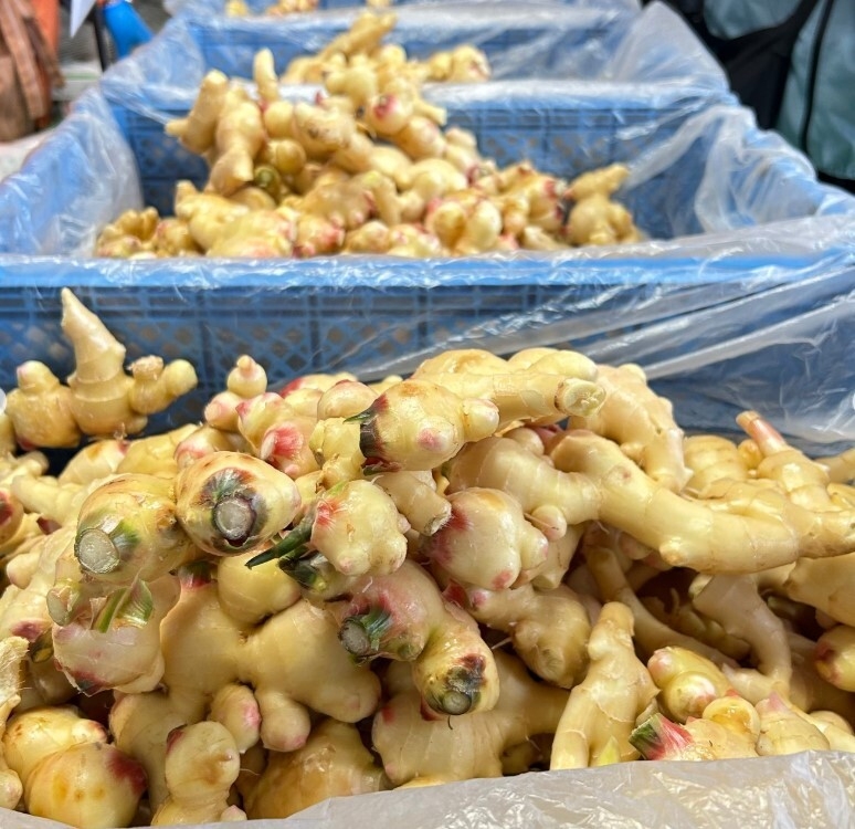 新生姜詰め放題(9/14～計4回)