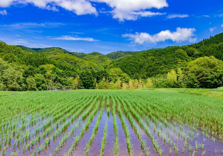 田んぼの景色