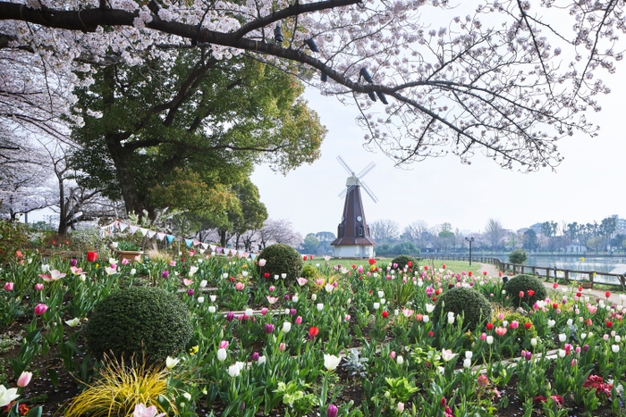 浮間公園のチューリップとサクラ（昨年の様子）