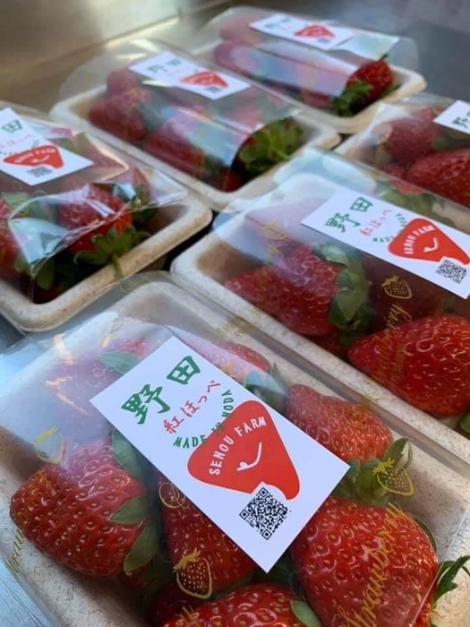 SENOU FARMのあま~いイチゴはクリスマスケーキに!