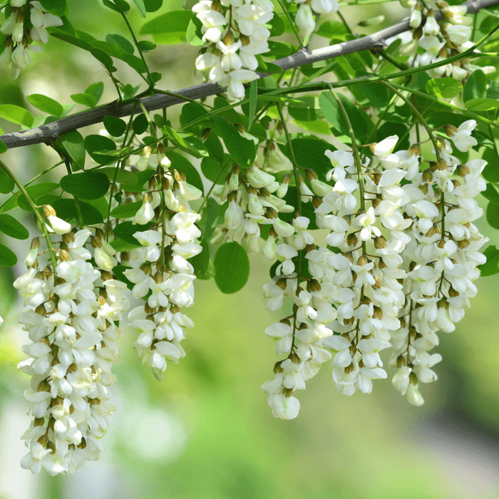 アカシアの花