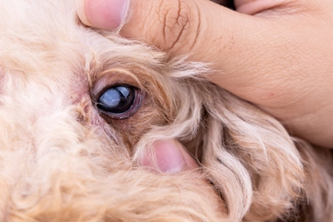 守りたい愛犬の目のトラブル！白内障を防げ！