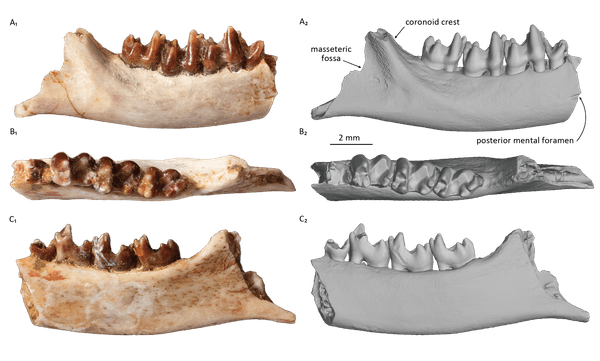 研究対象となった哺乳類化石の3方向からの画像（IPMAS所蔵・保管）