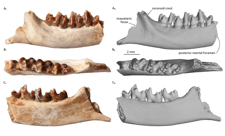 研究対象となった哺乳類化石の3方向からの画像(IPMAS所蔵・保管)
