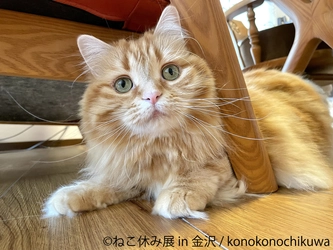 金沢初開催！SNSで人気の猫作品が大集結“ねこまみれ”空間　 「ねこ休み展 in 金沢」7/21～ 金沢21世紀美術館で開催！