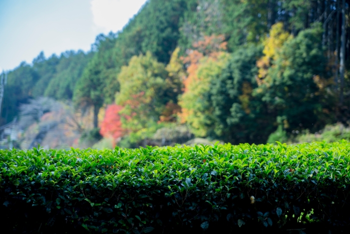 自然豊かな吉野ではぐくまれた茶の木