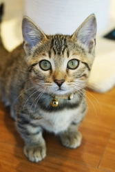 日本初の短足ネコ専門「猫カフェもふにゃん」、 世界でも希少種の“ジェネッタ”が、 8月17日(金)日本初の店頭デビュー！