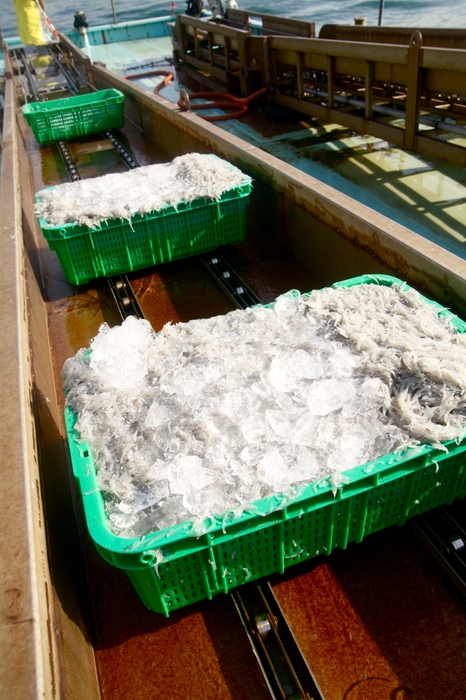生しらす水揚げの様子