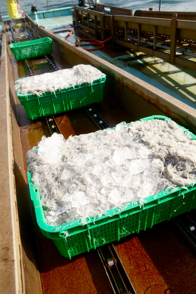 生しらす水揚げの様子