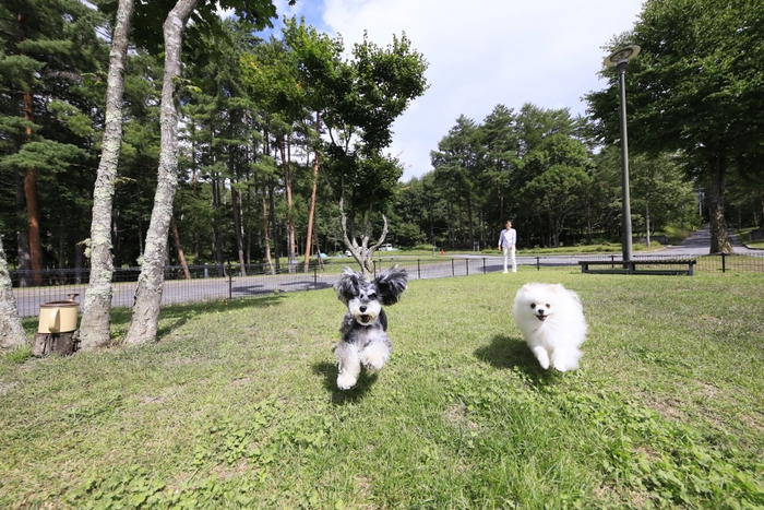 豊富なドッグランを完備