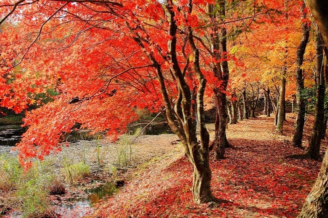 稲武・タカドヤ湿地