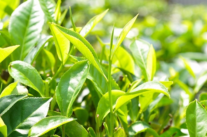 amsuの茶葉