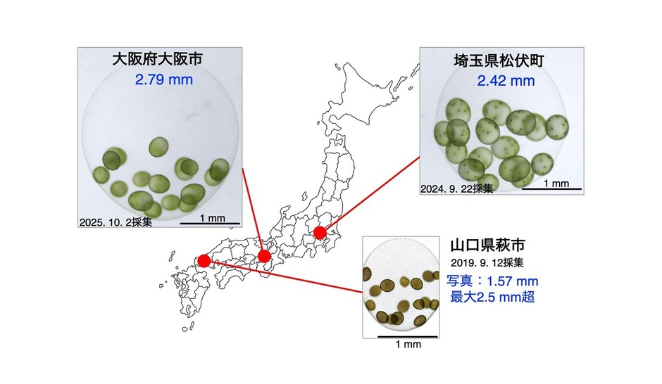 図2. 本研究で解析したヒスイボルボックス3株の採集地と無性球体。