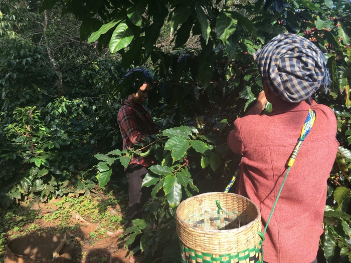 コーヒー豆の画像 3