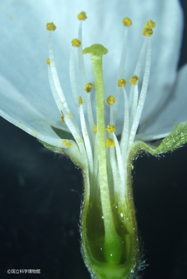 ソメイヨシノ花(断面)