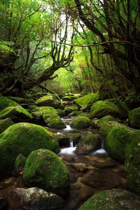 屋久島白谷雲水峡