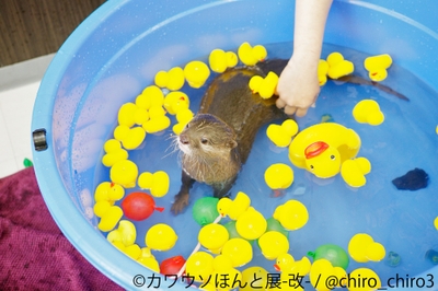 展示作品