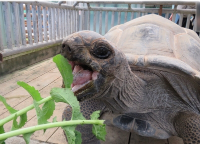 カメにエサをあげてみよう!