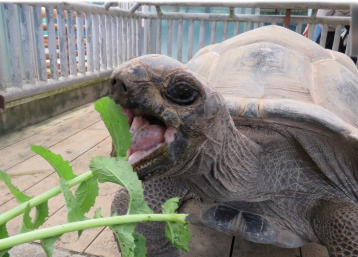 カメにエサをあげてみよう！