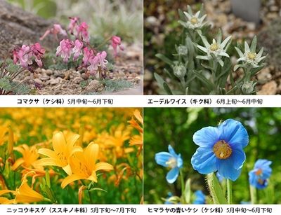 (左上)コマクサ(ケシ科) 5月中旬~6月下旬、(右上)エーデルワイス(キク科) 6月上旬~6月中旬、(左下)ニッコウキスゲ(ススキノキ科) 5月下旬~7月下旬、(右下)ヒマラヤの青いケシ(ケシ科) 5月中旬~6月下旬