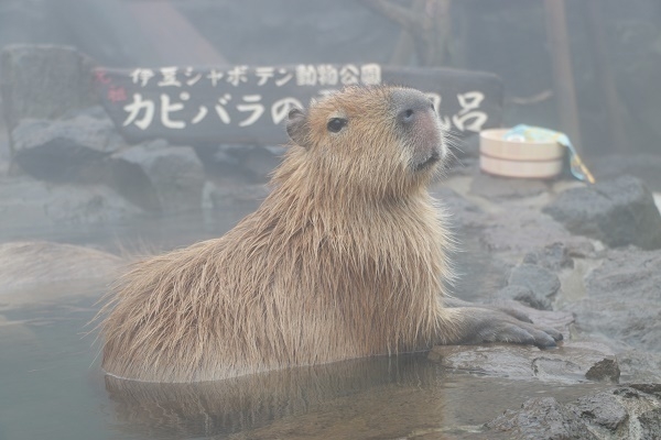 2017-18 カピバラの露天風呂 2