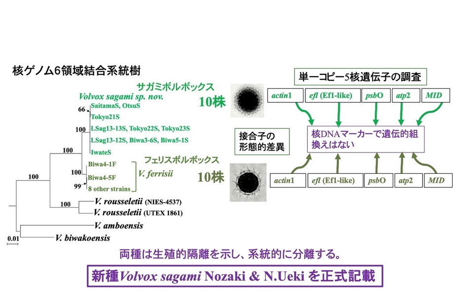図4. 本研究で明らかになったサガミボルボックスとフェリスボルボックスの差異と分類学的結論。