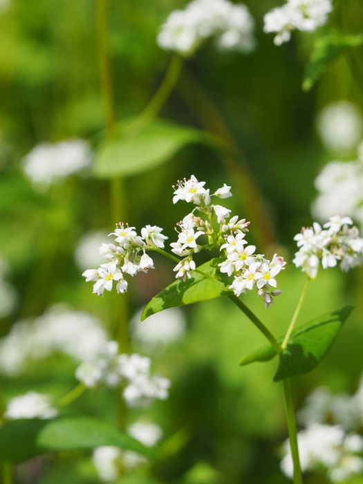 そばの花