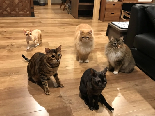 猫アレルギーの出にくい猫カフェ「CatsHouseねこや」 コロナ禍を乗り切るためにクラウドファンディングを開始！
