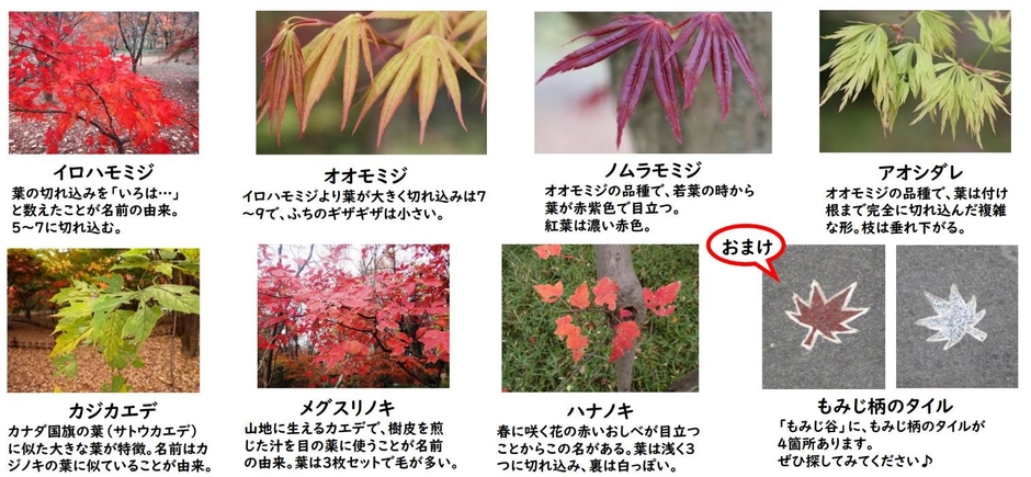 もみじ谷の多種多様なモミジ(パンフレットより抜粋)
