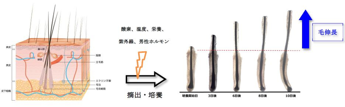 図1．ヒト毛包器官培養による毛の伸長の評価