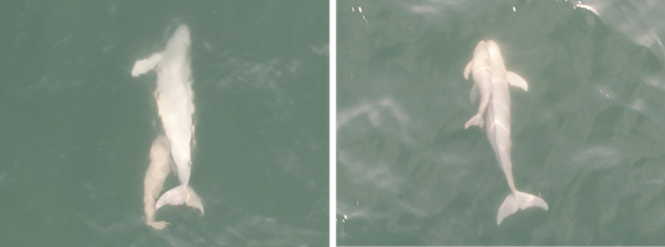 ドローンで撮影したスナメリの子どもと成体（左：授乳、右：社会的接触）八木原風 撮影