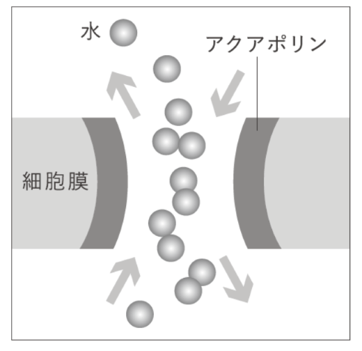 アクアポリンイメージ